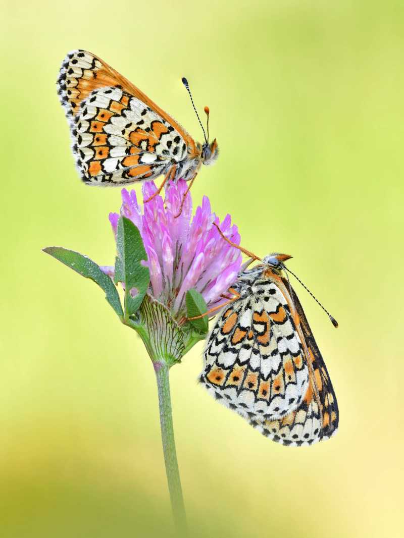 butterflies alighted on the corolla tube of a clover flower