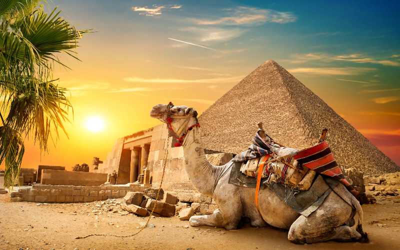 Camel and Pyramid at Sunset in the Egyptian Desert