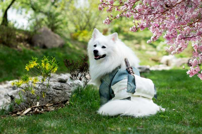 samoyed wearing kimono costume on park - jigsaw puzzle