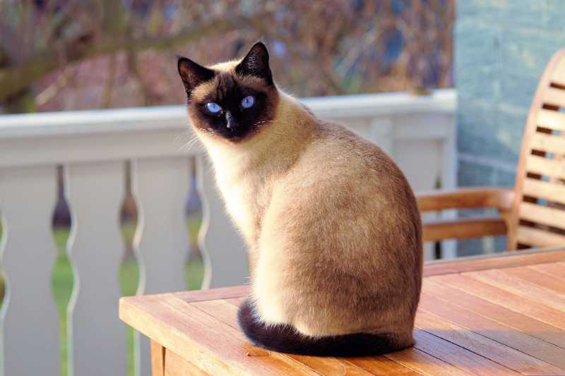 cat siamese kitten - jigsaw puzzle