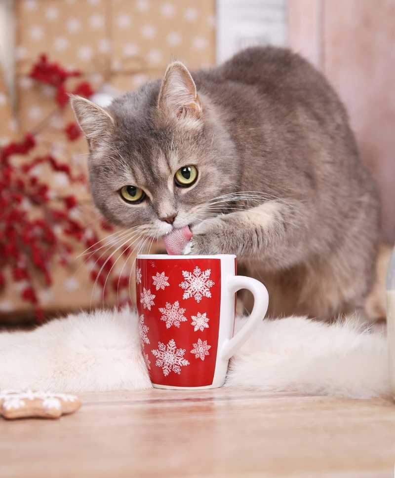 cat christmas animal cup - jigsaw puzzle