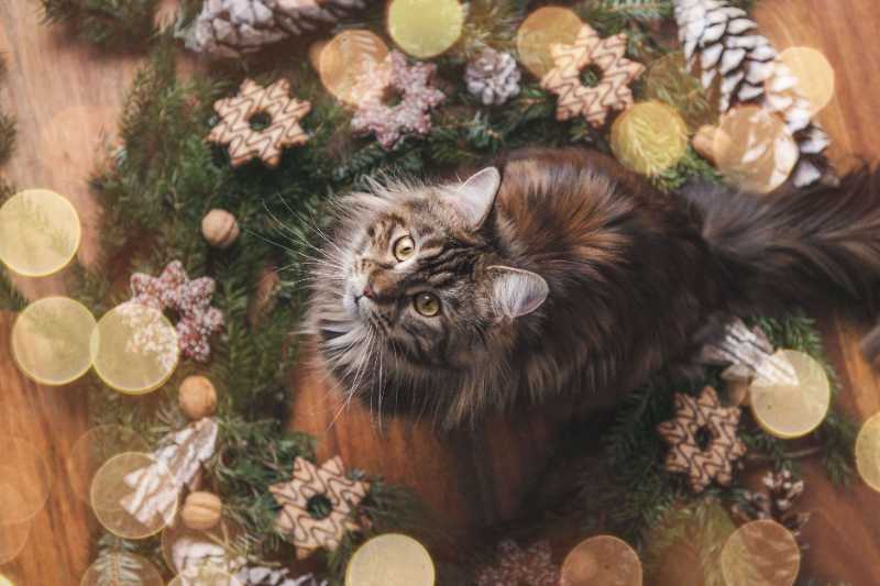 cat maine coon kitty kitten feline - jigsaw puzzle