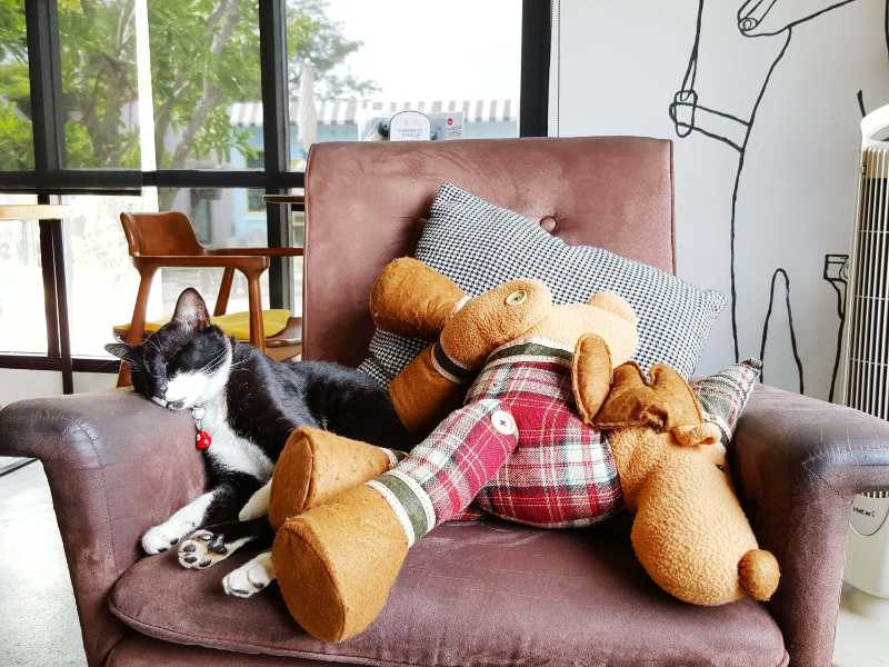 Gato y peluche en un sillón en casa