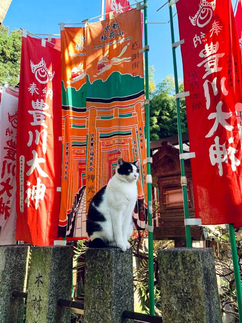cat at fushimi inari shrine with colorful banners