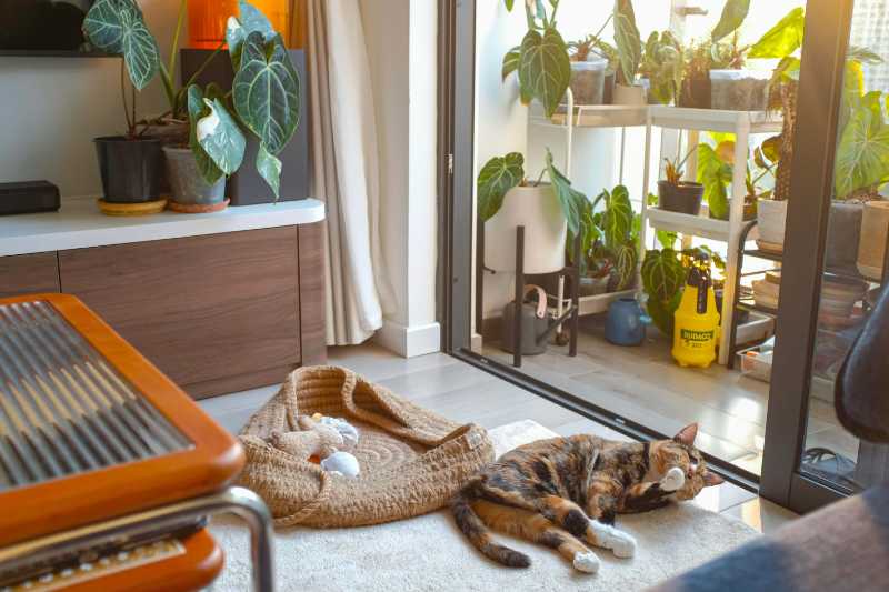 Katze liegt auf dem Boden vor einer Glastür