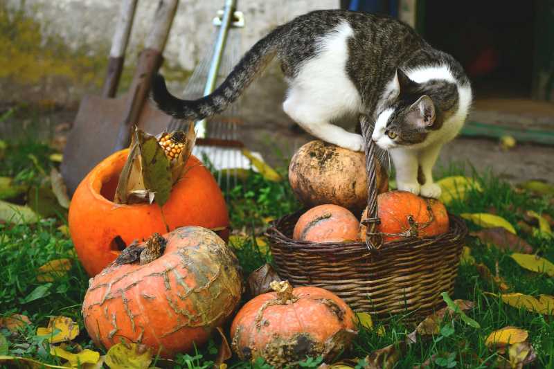 Gato junto a calabazas