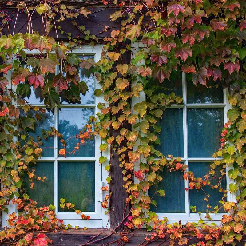 Charming window entwined with colorful autumn vines and foliage