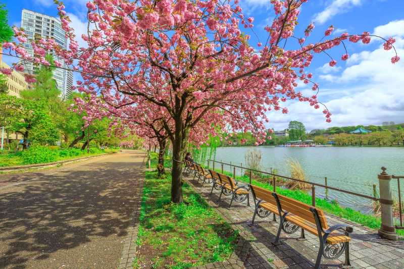 Cherry tree by canal against sky