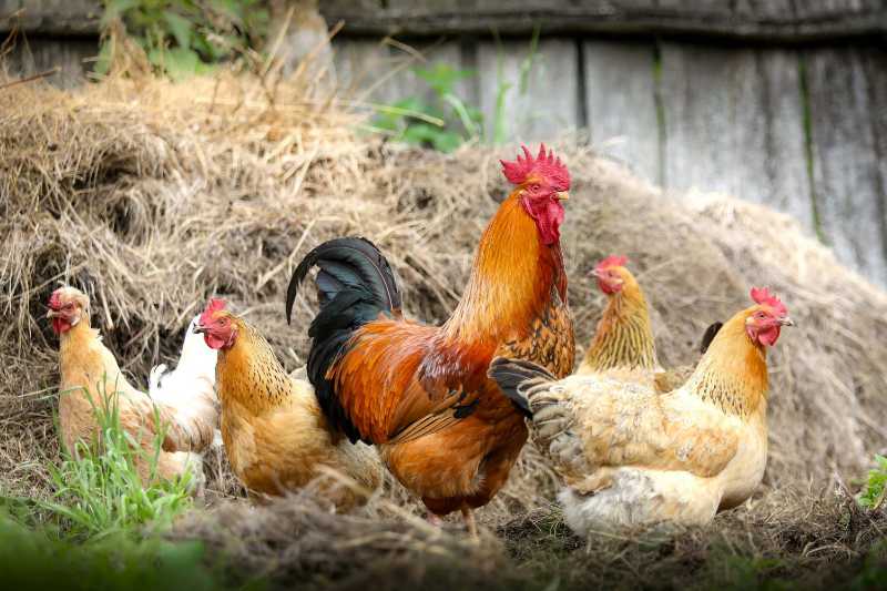 Proud Rooster and Free-Range Hens on the Farm