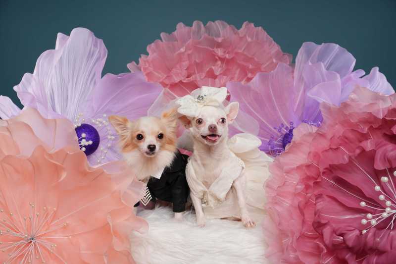 Chihuahua dog on a blue and flower background studio photo of a dog pet