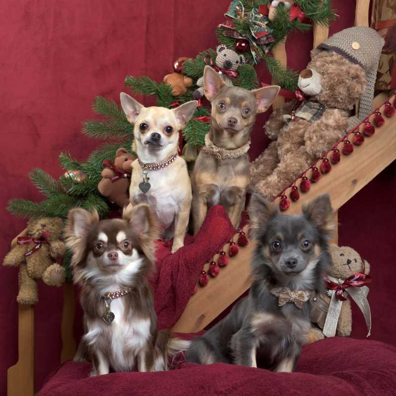 Chihuahua posing among Christmas decorations