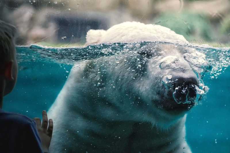 Criança observando um majestoso urso polar no zoológico e aquário