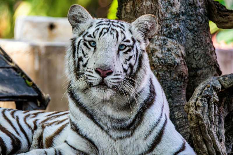 Close-up of a white tiger resting against a tree trunk outdoors with soft natural lighting