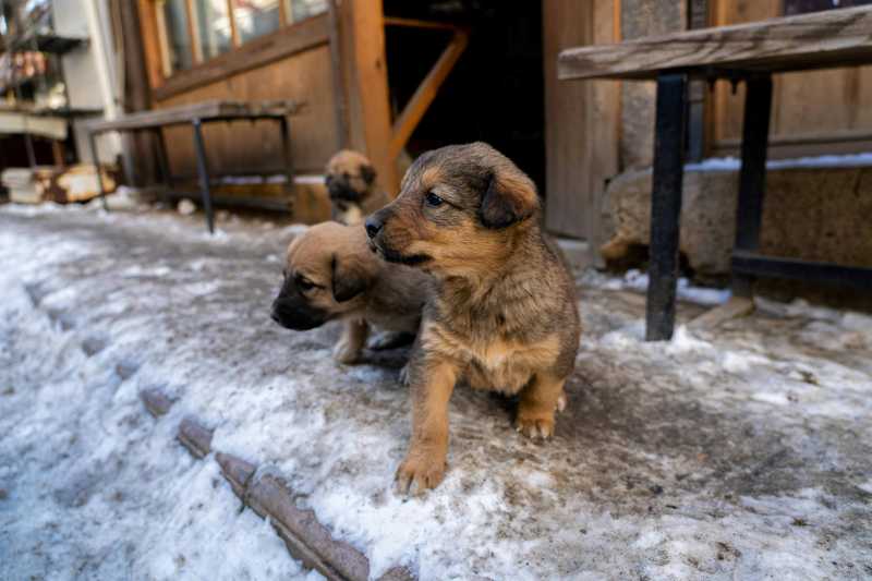Primer plano de lindos cachorros marrones