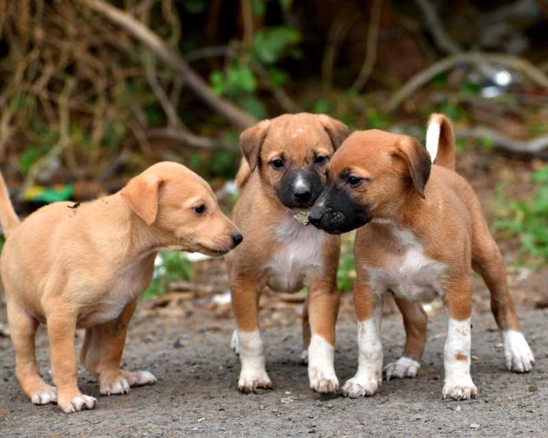 Close-Up Shot of Three Puppies Together