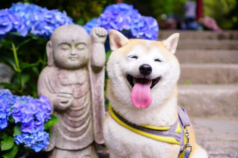 Nahaufnahmefoto Des Hundes In Der Nähe Einer Statue