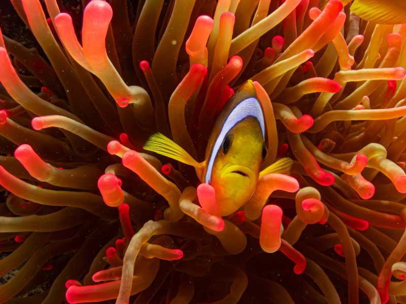 clownfish fish underwater nemo - jigsaw puzzle