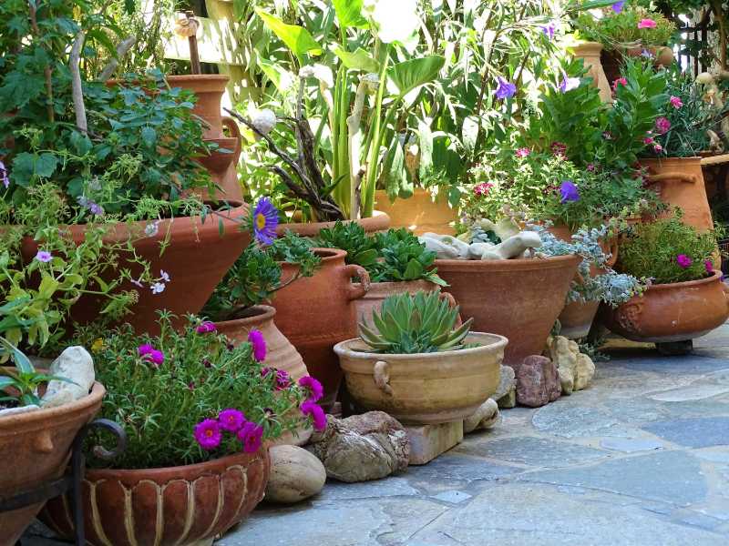 咲き誇る鉢植えの植物と花のコレクション