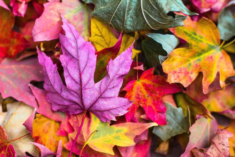 colorful autumn leaves - jigsaw puzzle