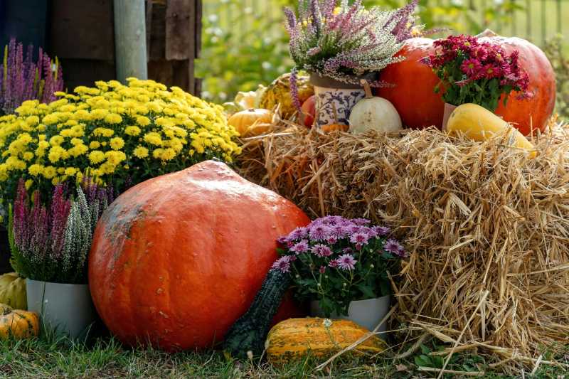 Bunte Herbsternte mit Kürbissen und Blumen