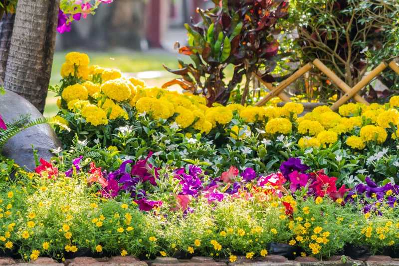 Bunte Blumenbeete mit Ringelblumen und Petunien