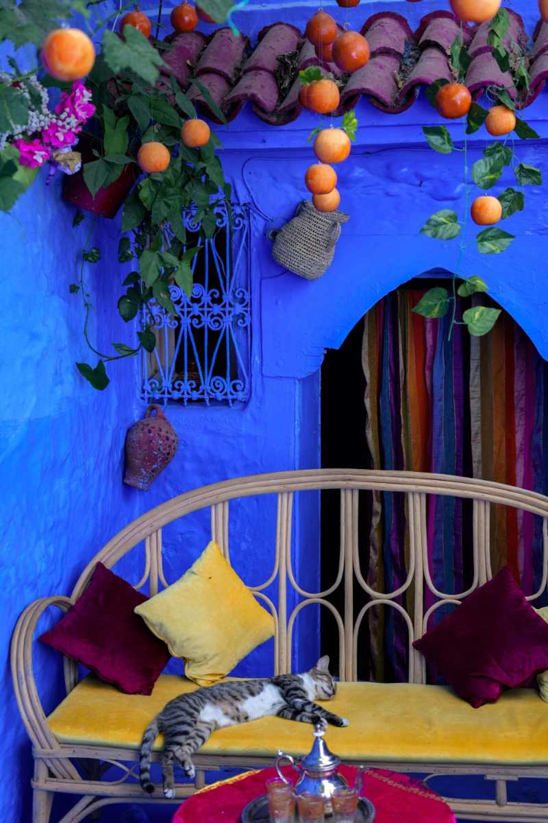 colorful moroccan patio with a relaxing cat
