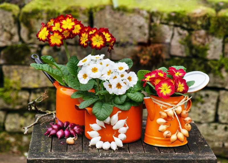 Fleurs de primevère colorées dans des pots en émail orange