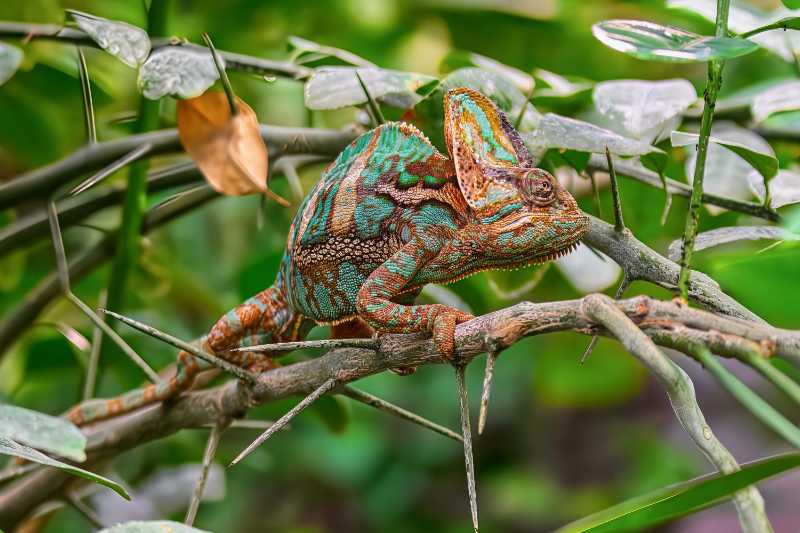 Colorful Veiled Chameleon Perched on Thorny Branch