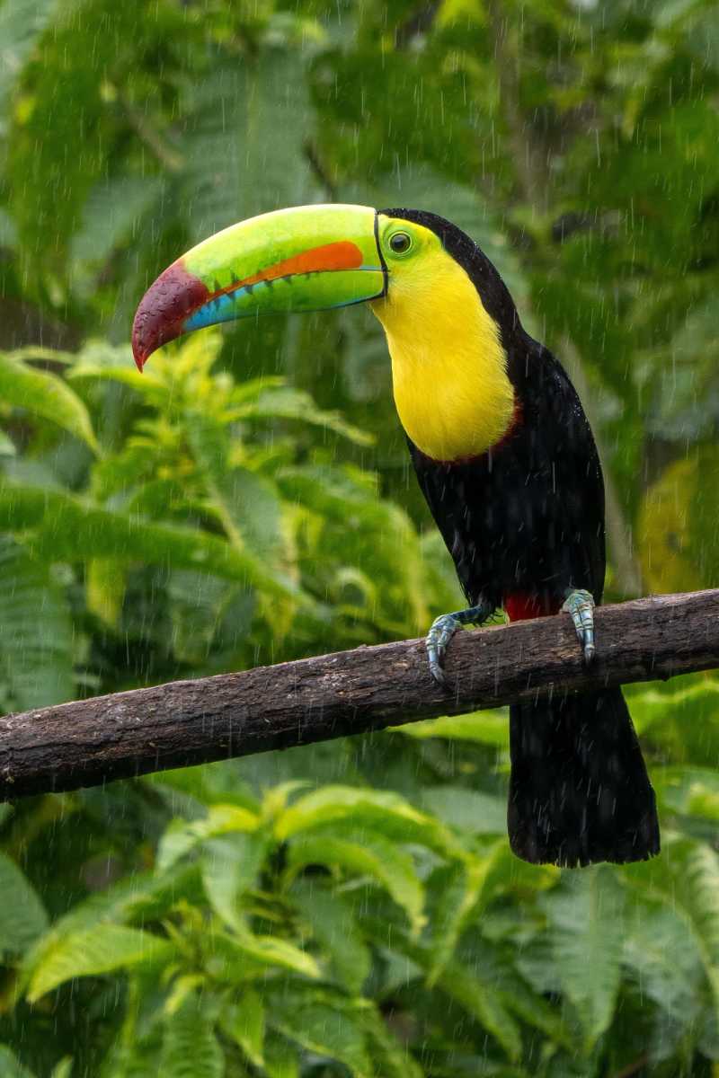 costa rica toucan bird animal - jigsaw puzzle