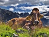 cow alps cattle rest landscape - jigsaw puzzle