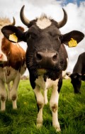 cow animal livestock cattle mammal - jigsaw puzzle