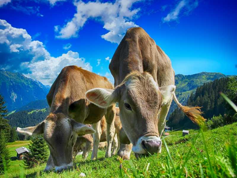 cows cattle farm sky clouds - jigsaw puzzle