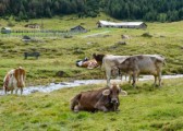 cows mountain lawn nature animals - jigsaw puzzle