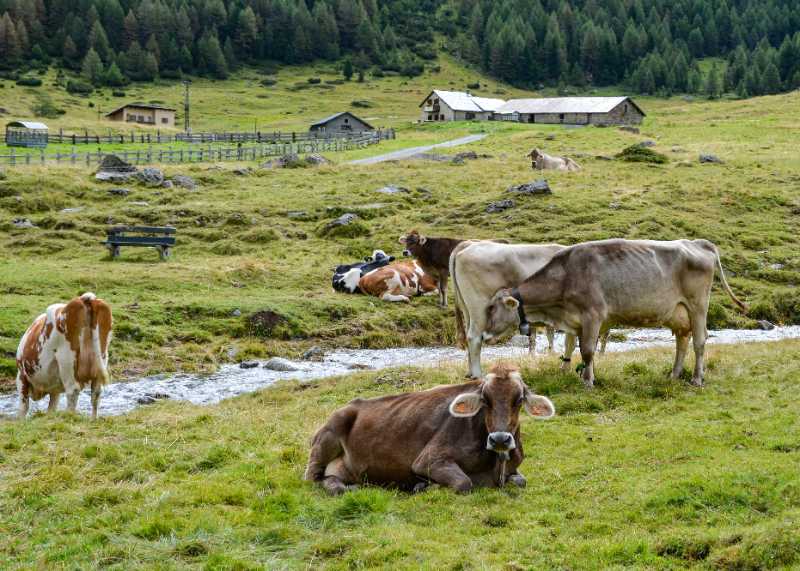 cows mountain lawn nature animals - jigsaw puzzle