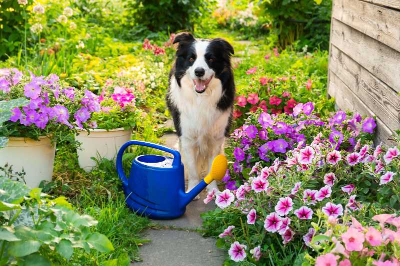 花园里可爱的边境牧羊犬