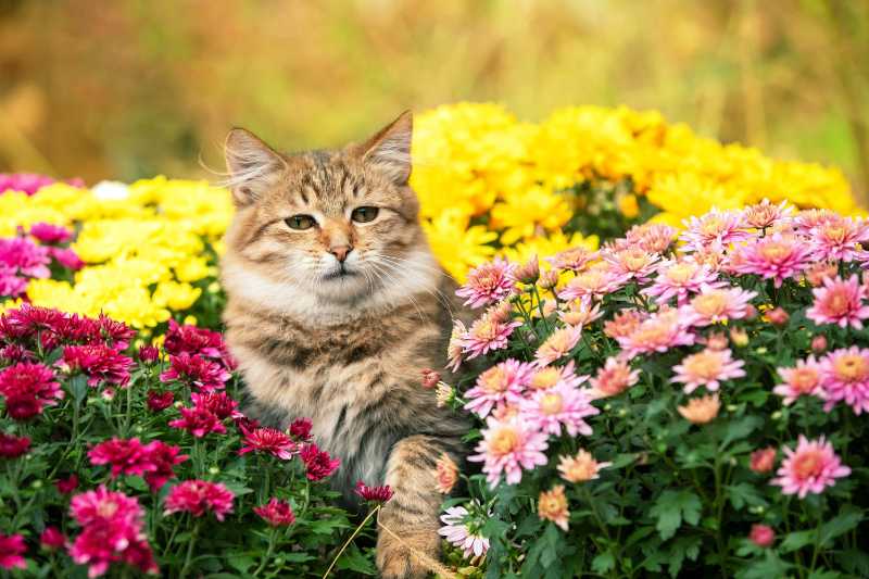 Cute little kitten walking in the garden with yellow and pink chrysanthemum flowers