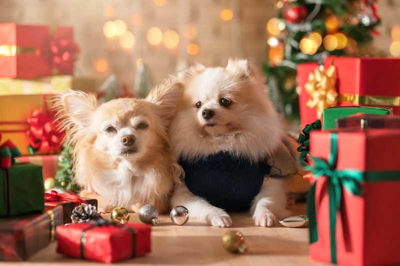 Cute Pomeranian and Chihuahua Dogs Dressed Up for Christmas Holidays