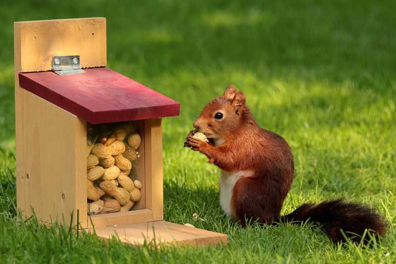 庭のフィーダーボックスでピーナッツを食べるかわいいアカリス