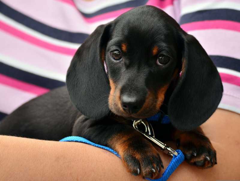 dachshund puppy pet canine animal - jigsaw puzzle