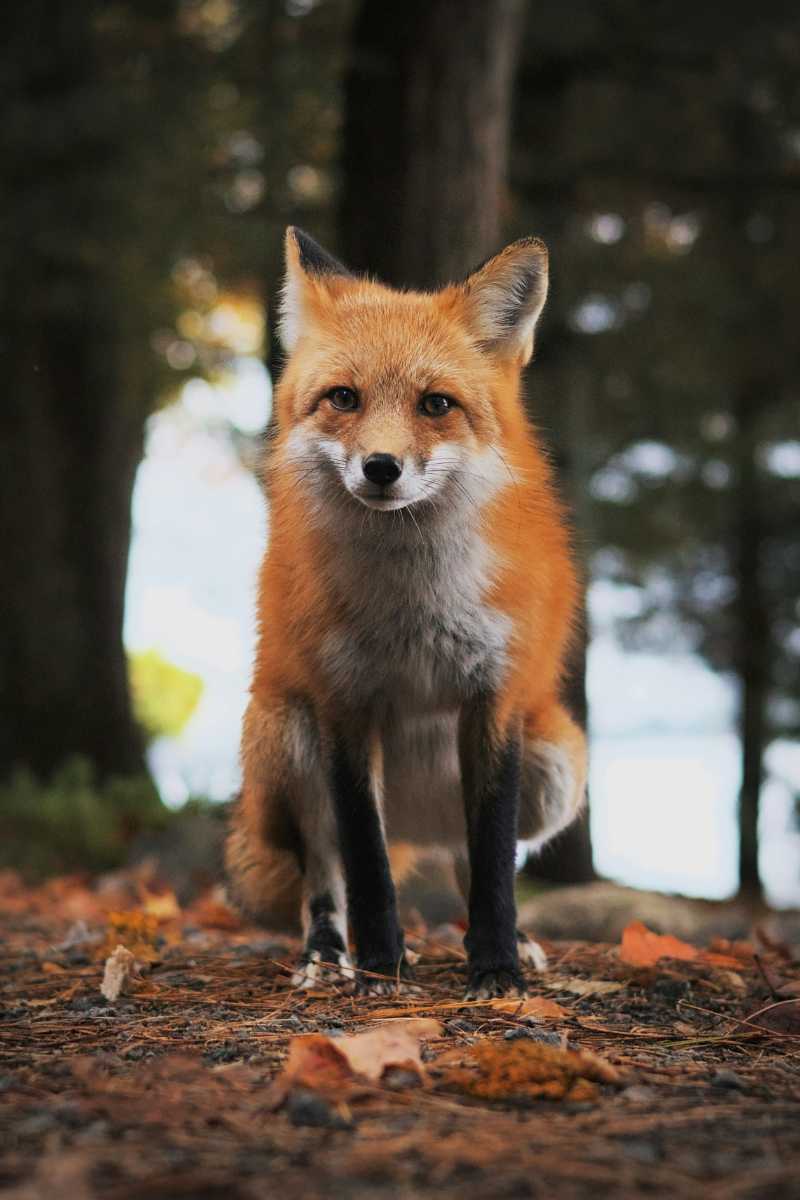 a red fox standing on top of a forest floor - jigsaw puzzle