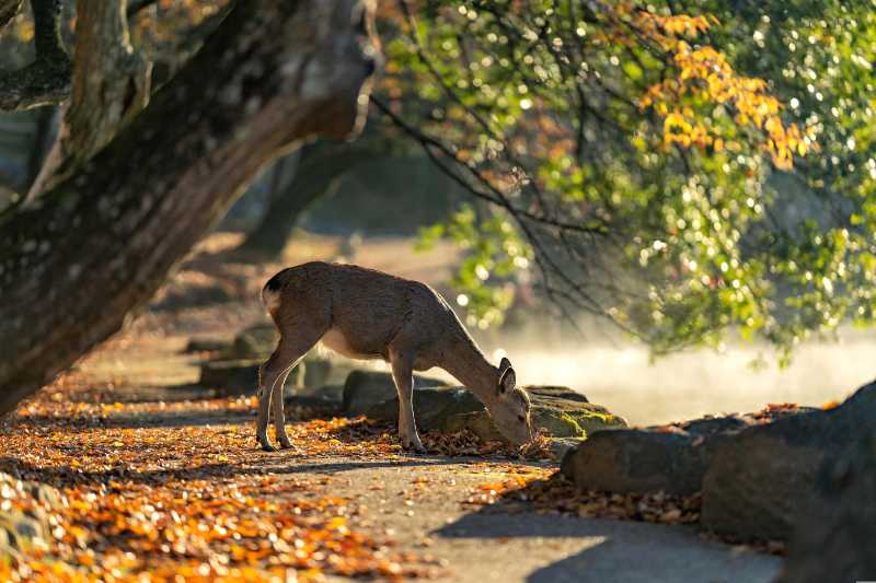 Deer Grazing in Golden Autumn Misty Park Bathed in Sunlight