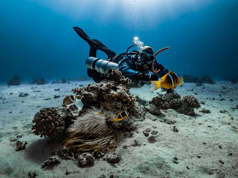 diver anemone fish underwater - jigsaw puzzle