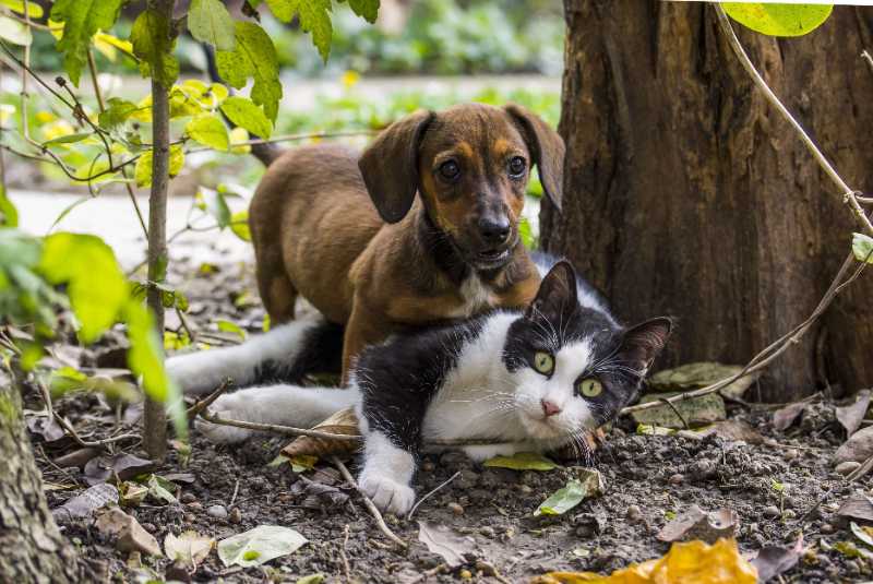 dog cat dog cat friendship pets - jigsaw puzzle