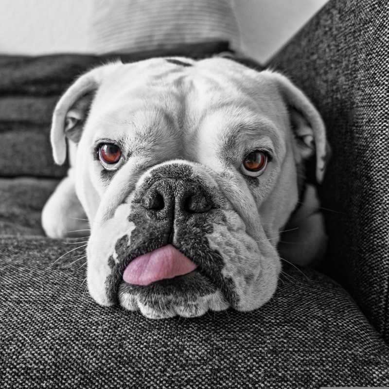 dog english bulldog tongue animal - jigsaw puzzle