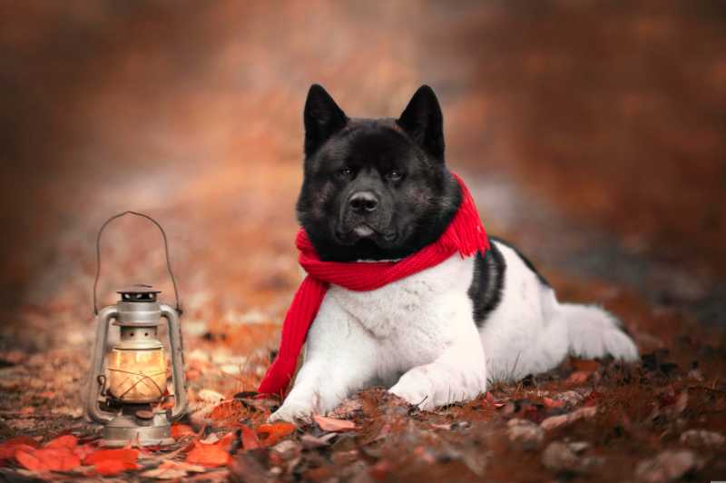 dog akita pet scarf canine cute - jigsaw puzzle