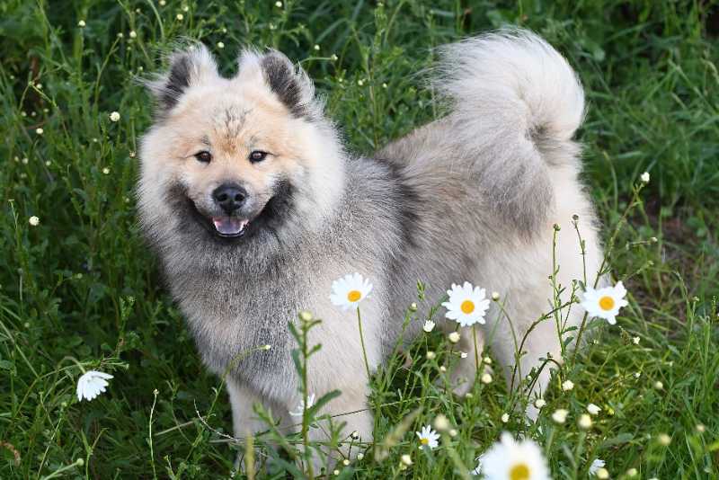 Eurasian dog among flowers - jigsaw puzzle