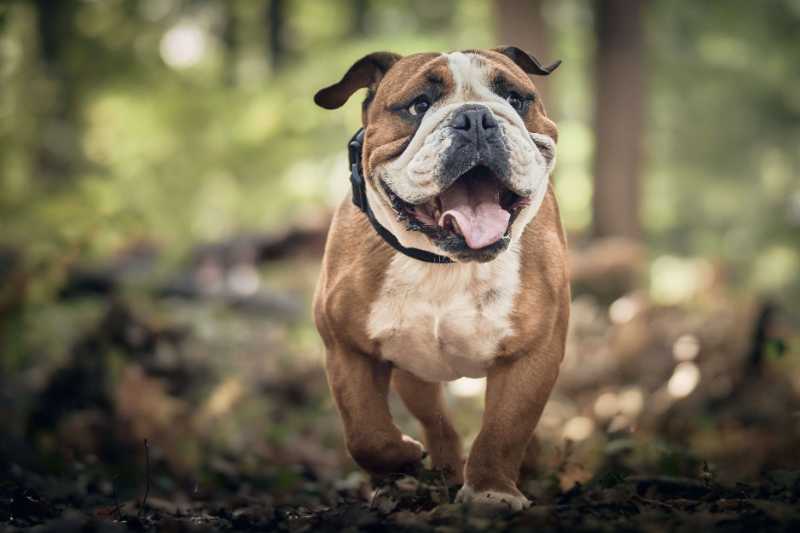 dog bulldog canine pet playful - jigsaw puzzle