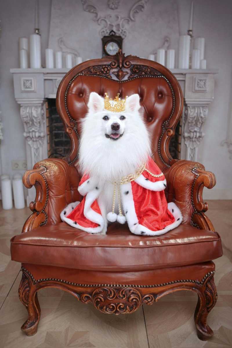 Dog Dressed Like a King Sitting on a Sofa Chair