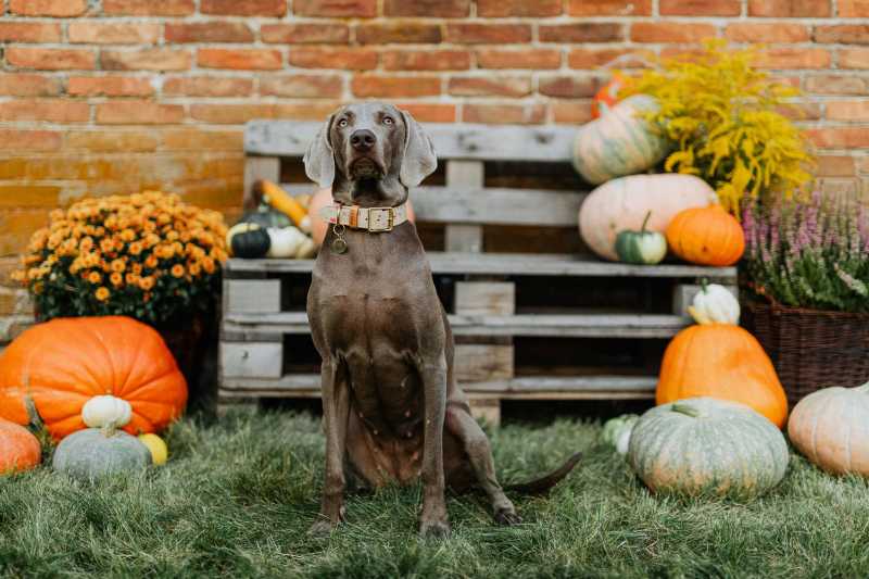 Hundesitting zwischen Kürbissen und Blumen