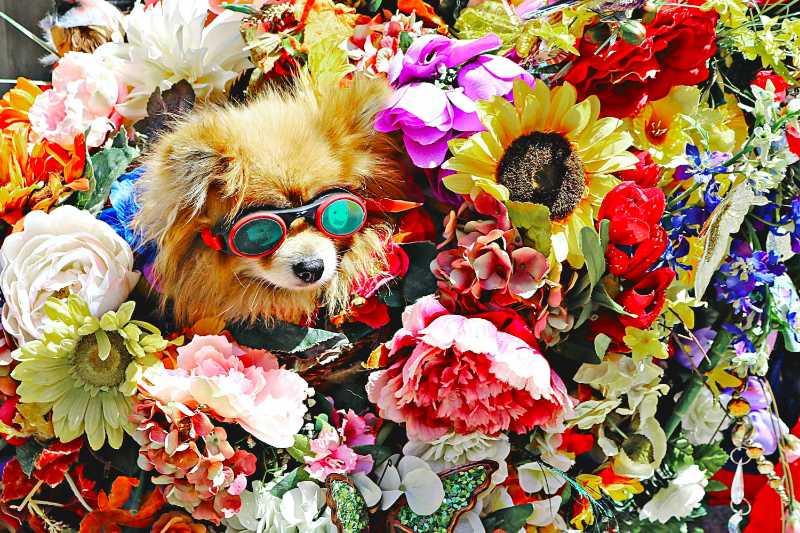 dog wearing glasses surrounded by flowers - jigsaw puzzle